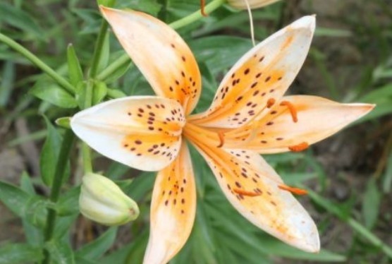 这款小花真耐养，沾土就活，秋季蹭蹭长，花开爆盆，花朵烂漫迷人