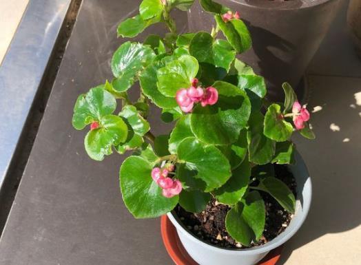 在寒冬养花，2种“水”不要浇，容易烂根和黄叶，影响美观！