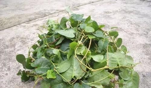 南蛇藤|南方人都在种的植物，治肝病、脚气、高血压、类风湿，能吃的草药