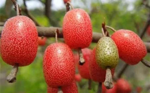 改善|冬天不妨多吃三种食物，改善皮肤、美化容颜，早吃早受益