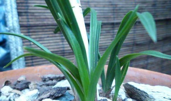 兰花|兰花叶片按照叶形可分为几种?怎么区分?老兰友:至少7种