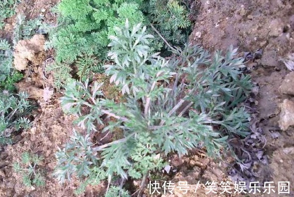 老人|老人说能治百病,常泡茶喝常年不生病