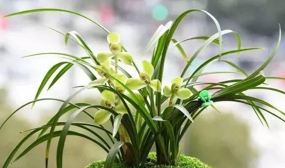 浇水|公认最难养的8种花，叶子动不动就发蔫，新手慎买！