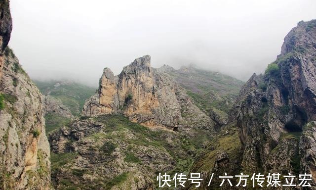 杜鹃花|青海夏季的山坡是这么的美丽，杜鹃花是最好的花