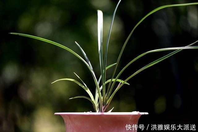 兰花怎么修剪整容三步骤三注意,兰友掌握就不难