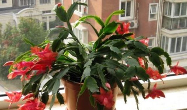 家中“5个”位置不能养花,要么黄叶又烂根,快搬走,才能长得旺