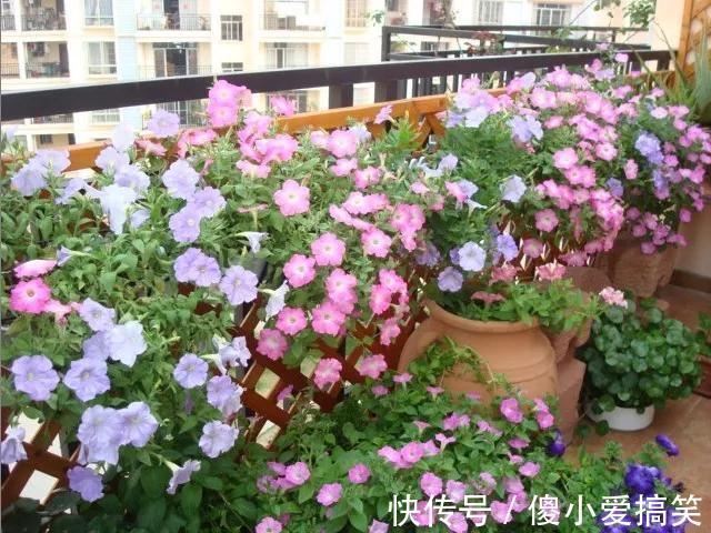 花园|3平米小阳台，也能变花园，有露台、阳台的千万别浪费！