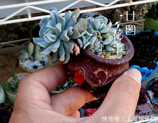 君子兰|7种花，就要“穷着养”，花盆越小，长势越喜人
