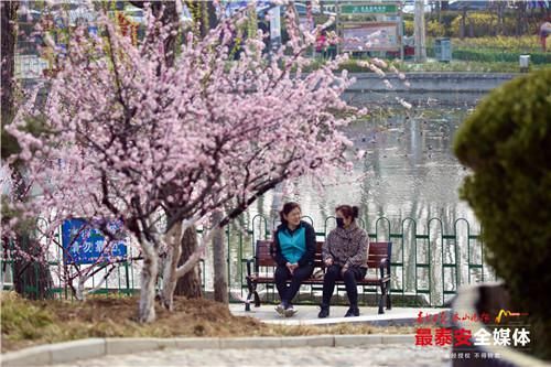 泰城春意浓 不负好时节