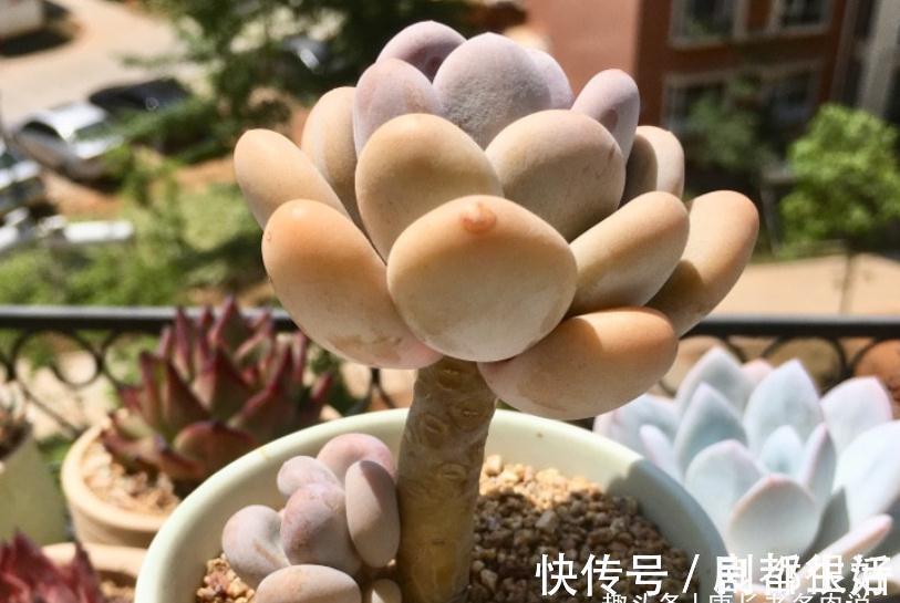 黄桃|想打造多肉十里桃林?别只盯着桃蛋,此8个品种也许更合你的口味