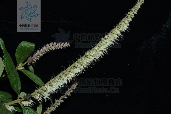 百日咳|四楞蒿,见过吗散风寒,止咳主风寒感冒、咳嗽、百日咳