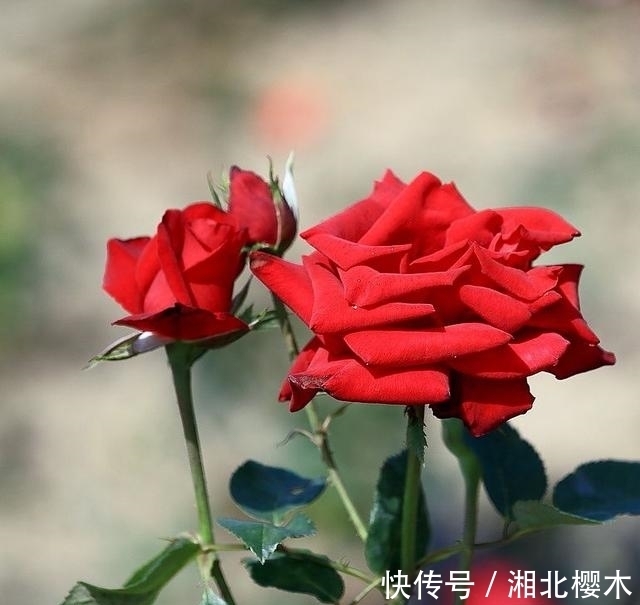 睡眠质量|11月,桃花祝福,误会解除,旧爱一如既往,真情未变的四大星座