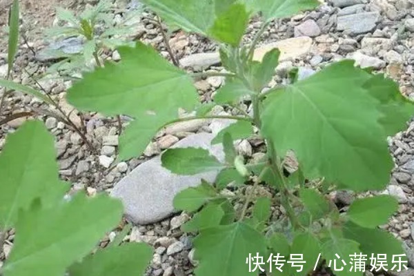 薇菜薇菜|野菜中的“4金剛”，鈣含量是牛奶的2倍，吃過的人都說好！