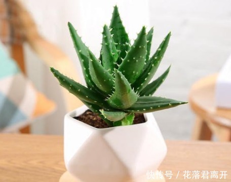 爆盆|新手养此款花卉,好养花量大,开花爆盆很漂亮,花香十足,浓郁