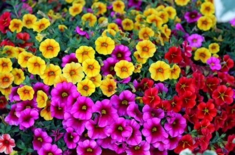 几种花深受花友的喜欢,开花爆盆很简单,家里养几盆,直接变花海