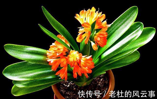 磷酸二氢钾|君子兰还不开花现在“虐一虐”，春节“乖乖”开花，吉祥又喜庆