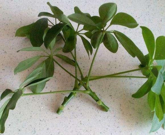 虎皮兰|以后看见这5种花，不用再花钱买了，随手摘个枝就能爆盆