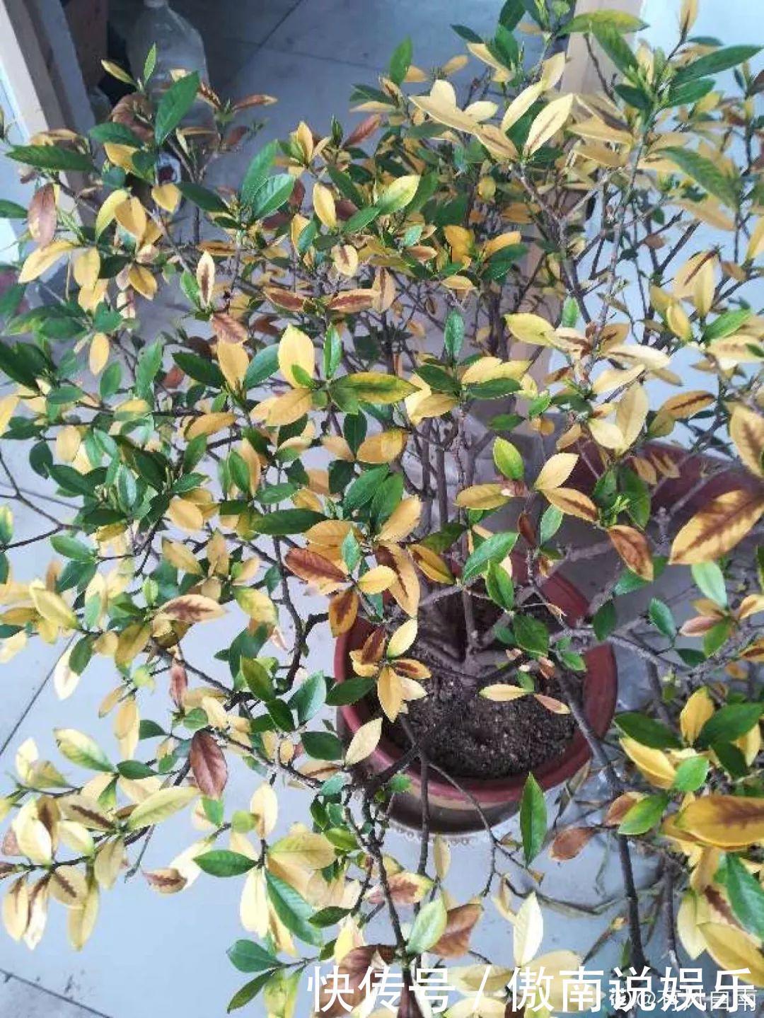 大疙瘩|盆土硬成大疙瘩,浇点松土剂,立马软得像发糕!