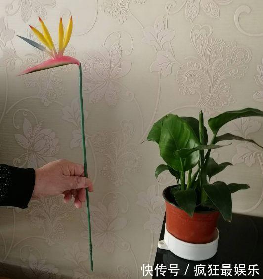 室内盆栽6种耐阴花，高端上档次，叶子越长越大！