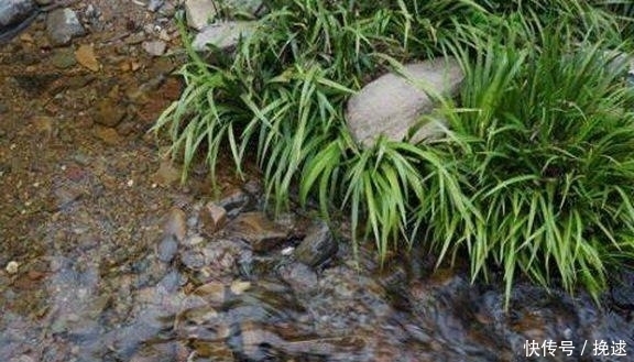 爷爷从农村山上挖来的东西,一分钱没花,还能净化空气!
