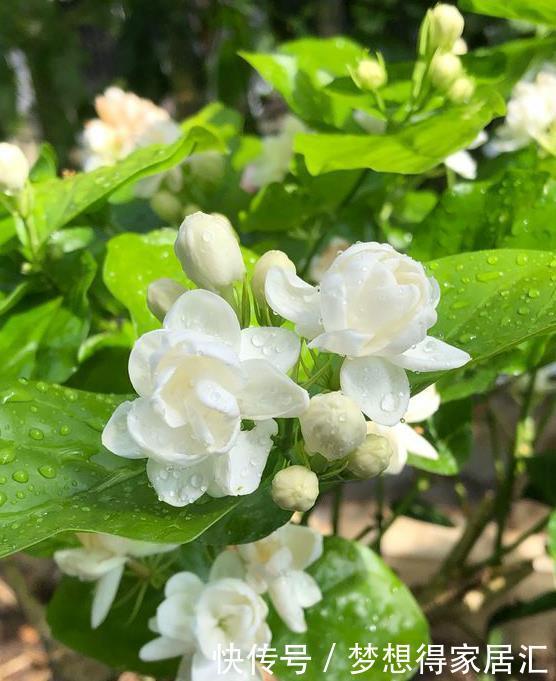  肥料|11月茉莉停止生长，记住“3不能”，让它安稳过冬，长芽就开花！