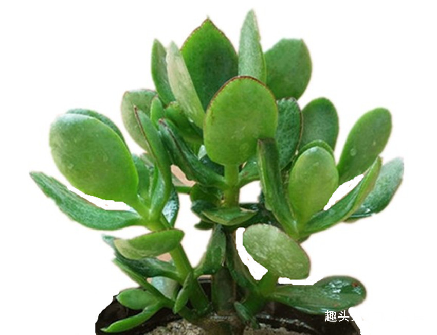 老爸养了多年花就认准了三种肥料,养啥花都用它,盆盆长得旺