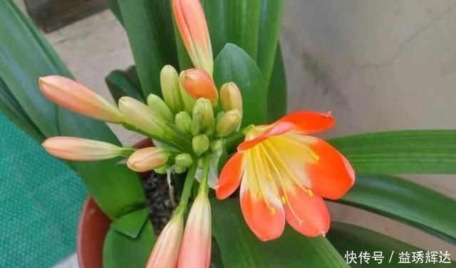 君子兰|气温超过35℃,君子兰有“4怕”,避开后,不休眠,还长新叶