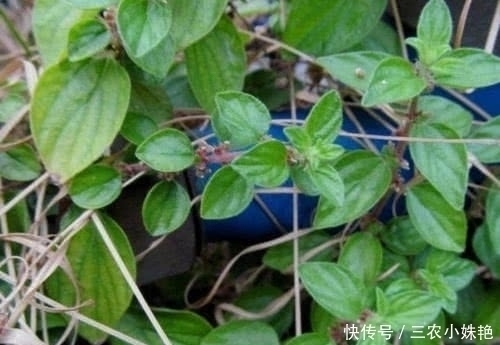 水人参|农村“水人参”的野草,它的根价值珍贵,碰到是福气,您认识吗?