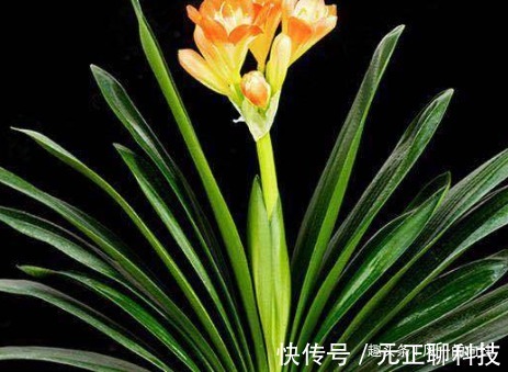 张大爷养护君子兰的秘籍,活学活用,再也不怕生病,开花鲜艳!