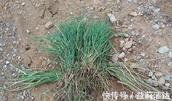 手竿|手竿钓草鱼,打窝方法很关键,这几种民间打窝“野路子”更留鱼!