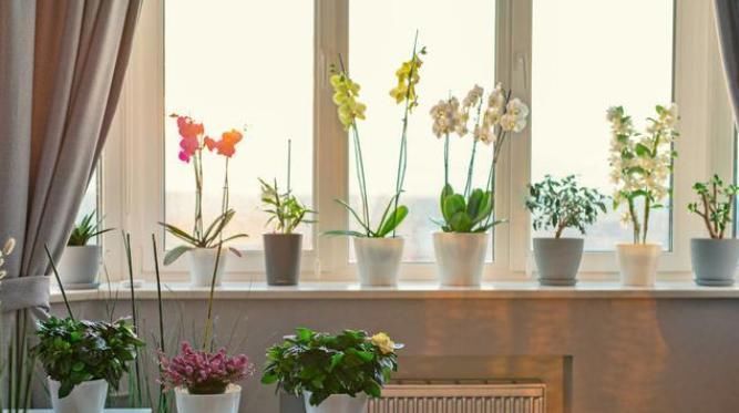 卧室不能养3种花,危害巨大隐患多,没地方摆也不要摆卧室