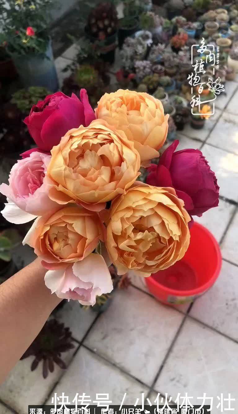 多肉,似星辰大海般的璀璨!