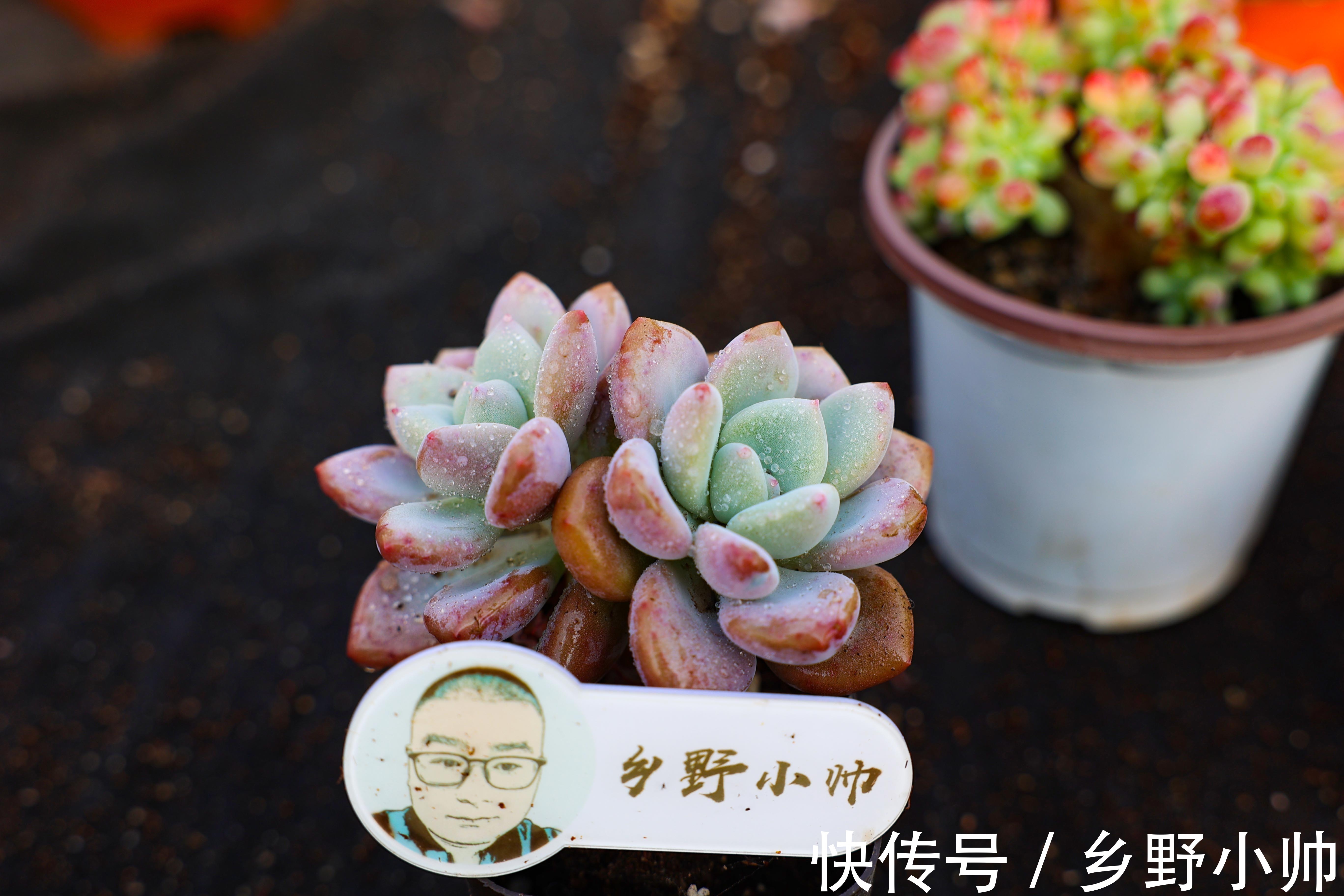 多肉叶片干瘪都是什么原因?从5点下手养护,收获冬季美肉