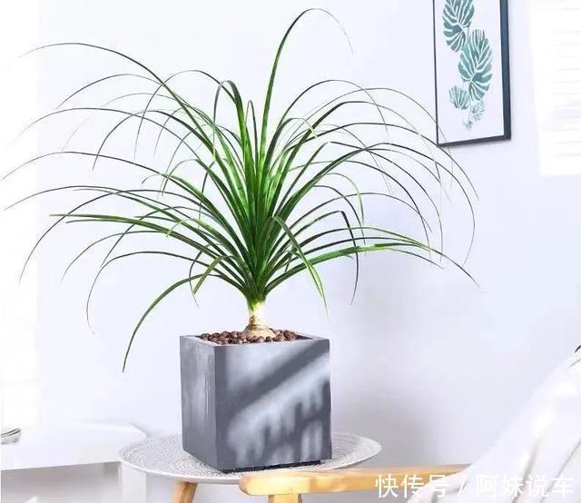 寿命长|客厅养花就选这六种，寿命长、寓意好，省心又好养，你家养了几种