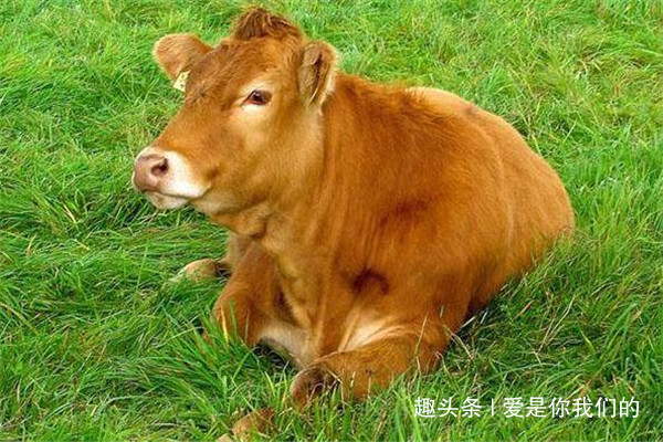 属相|生肖牛的婚配大全属牛男和属牛女,分别和什么属相最配