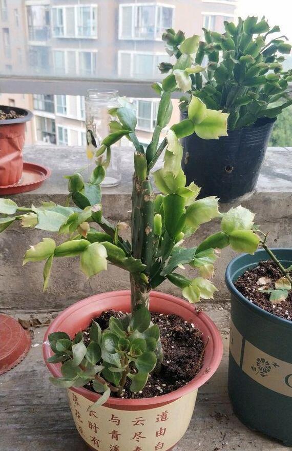 嫁接|仙人掌如何嫁接蟹爪兰教你3个嫁接小妙招,方法对了,开花多3倍