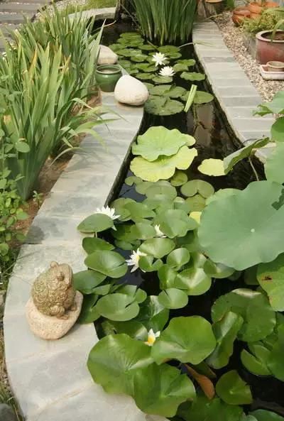 院子里的荷花鱼池，种这些绿植无需过滤又美观