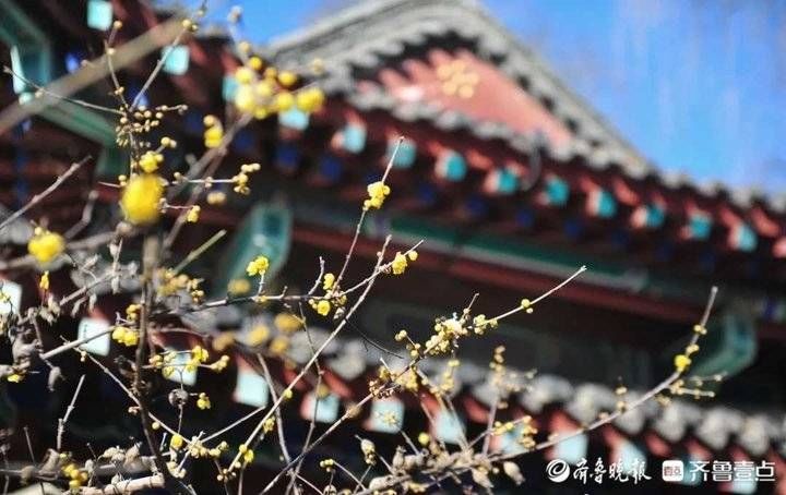 泉景区|赏蜡梅地图来啦！北方最大古蜡梅林藏身济南唯一一家5A景区