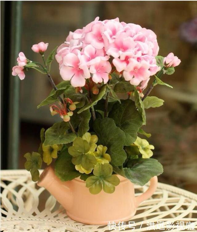 “对付”天竺葵有绝招,赶紧学会,枝枝挂花苞长疯了