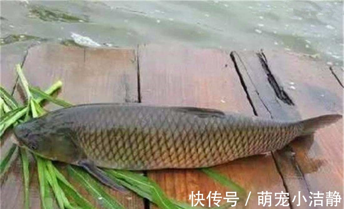 这两种钓法专门钓草鱼,不怎么费力,草鱼很容易就上钩了