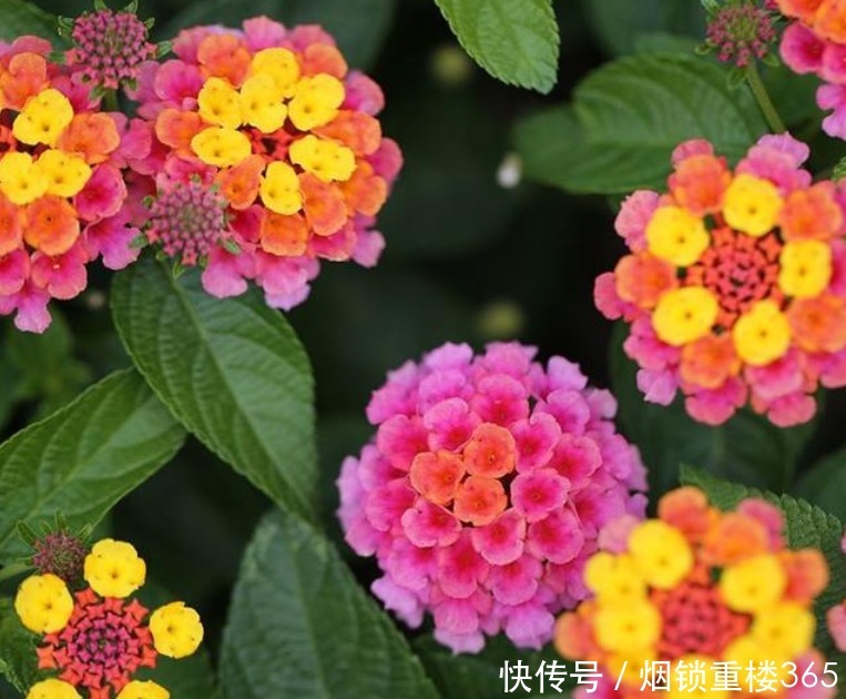 夹竹桃|“5种花”有毒,再漂亮也别养,家里有赶紧扔掉,要远离!