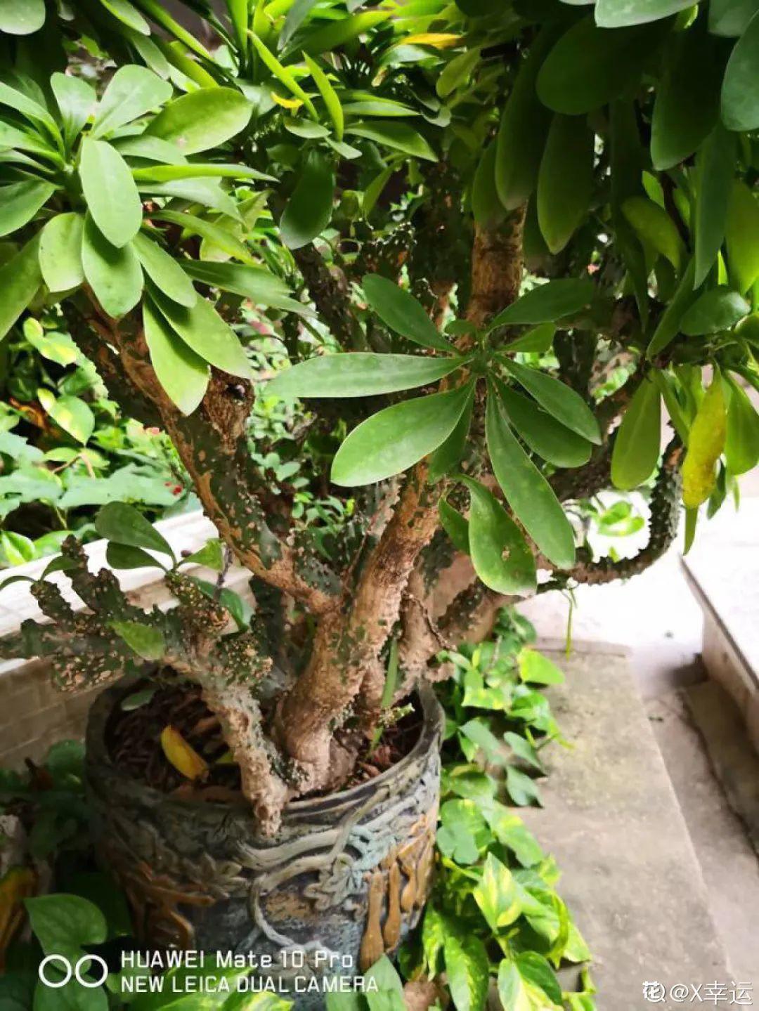 叶子|家里养棵“丑八怪”,霸气镇宅,越养越爱