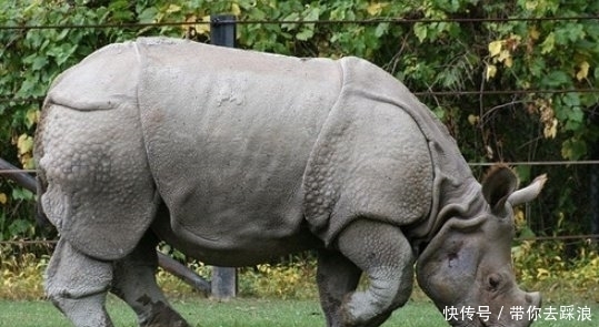 证实|《山海经》中被证实真实存在的动物有哪些?