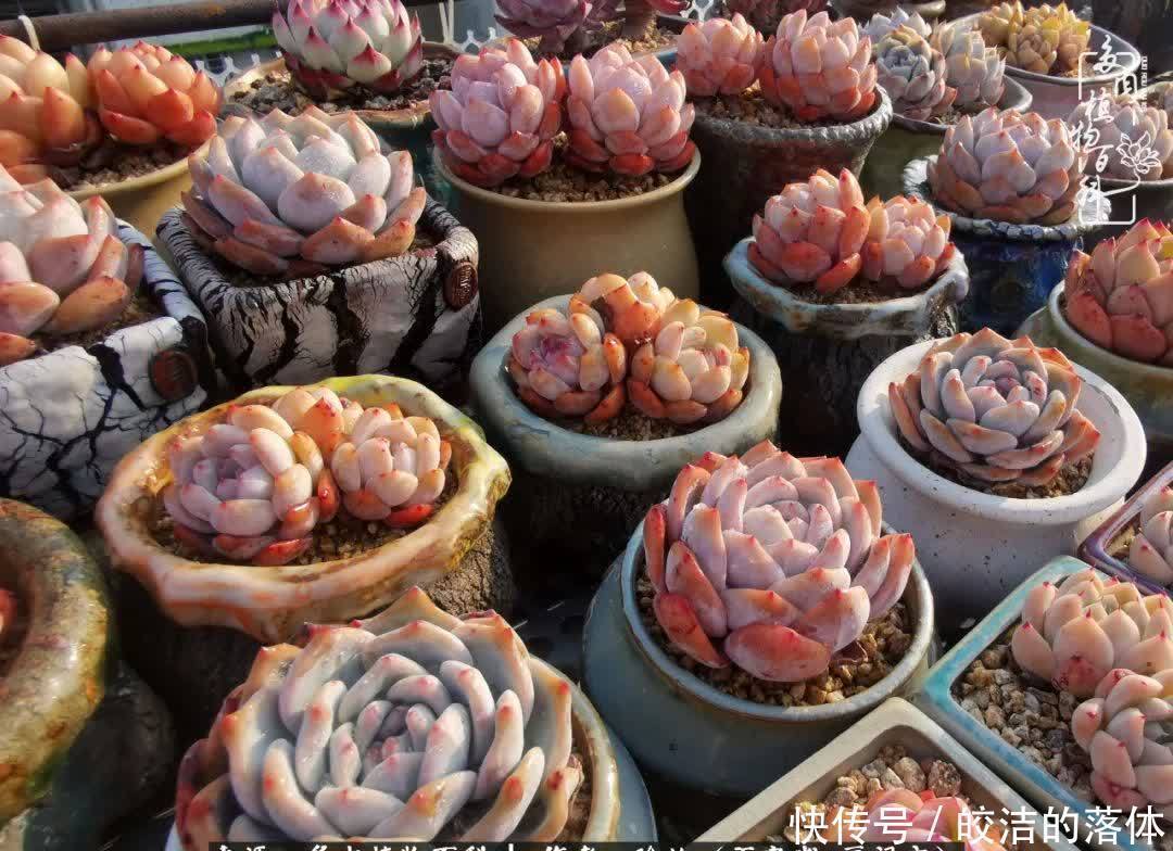 百度|我与多肉那些不得不说的故事!