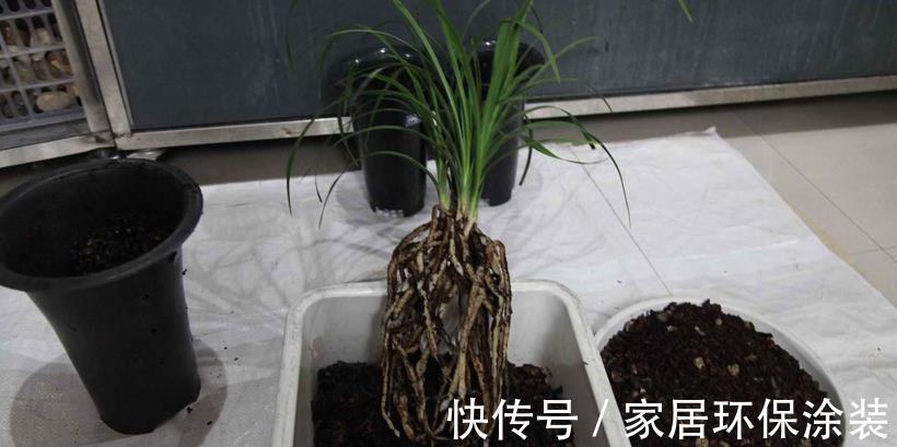 浇灌|不同程度的花土板结情况该怎么解决?