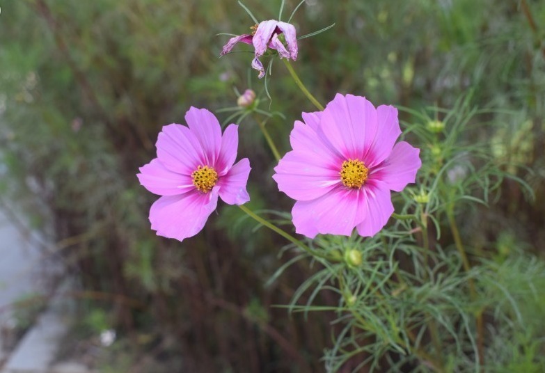 喜事|五年内运势将一路走高,喜事绵绵的生肖,财气大红大紫,上天眷顾