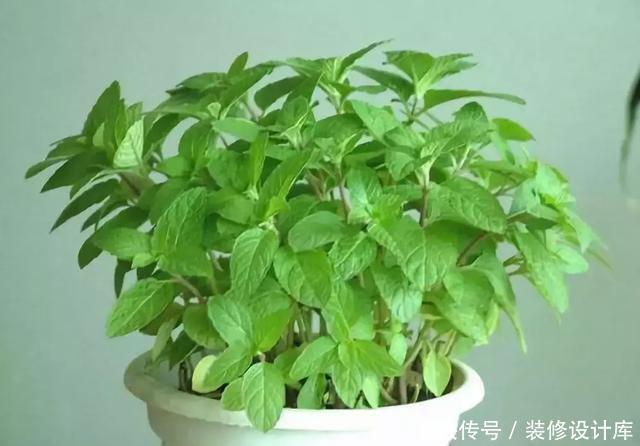 卫生间放一盆这个植物，异味全跑光，绿意盎然又芬芳