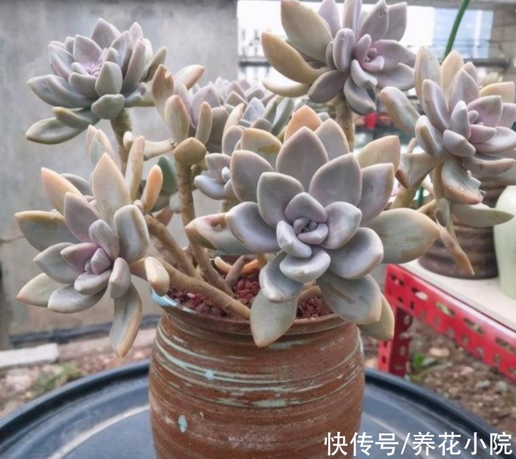 能耐寒的6种多肉，放外面“冻一冻”，色泽更鲜艳