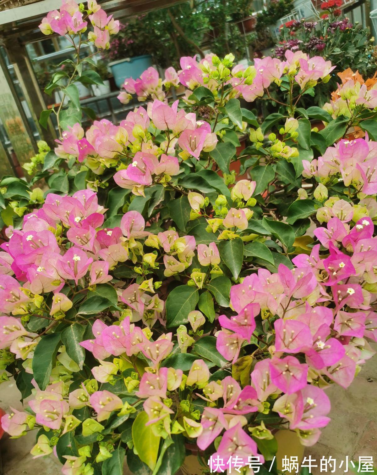 铁线莲|6种“漂亮花”,立秋后快施肥,叶片杠杠厚,花苞挤满盆