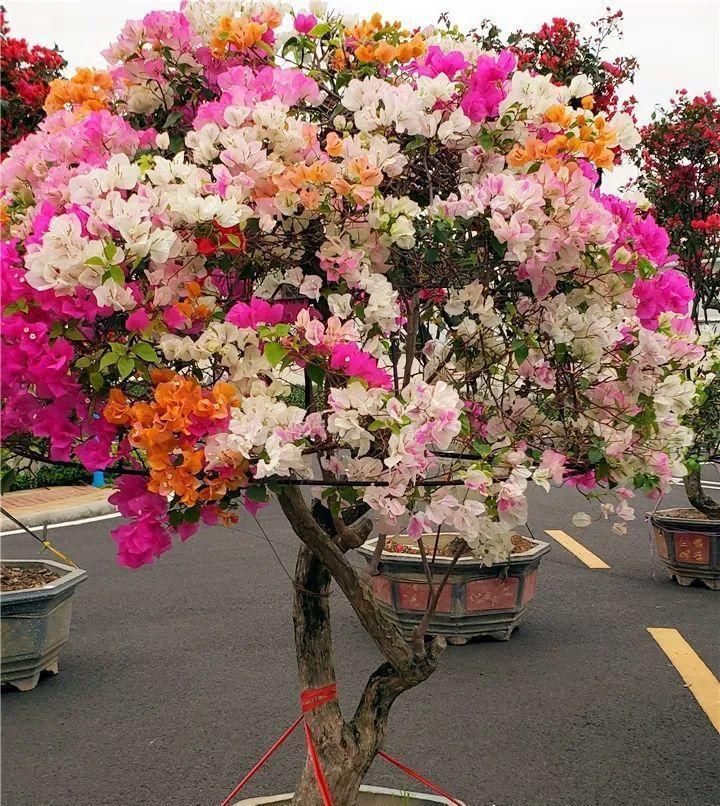 长寿|一棵长寿的花,124个花箭,开花,锅盖打开的方法